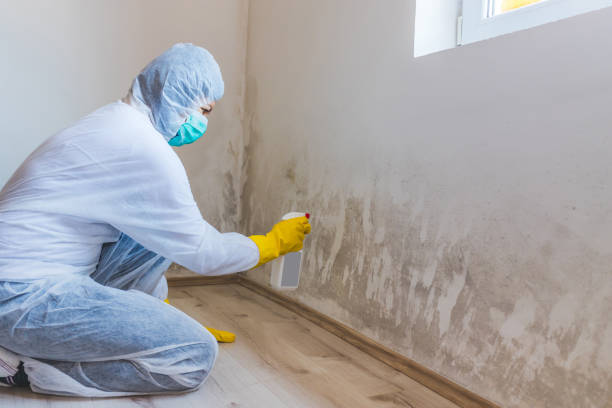 Licensed Mold Cleanup service in Allen, TX - WQB Mold Removal