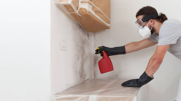 Professional Mold Cleanup technician working in Allen, TX