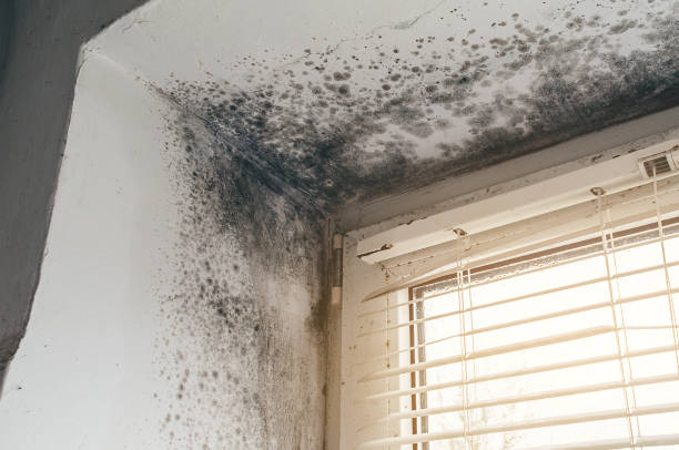 Affordable Mold Cleanup solutions in Allen, TX